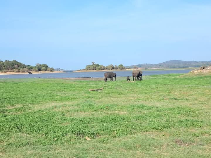 Ceylon Special Jeep Safari