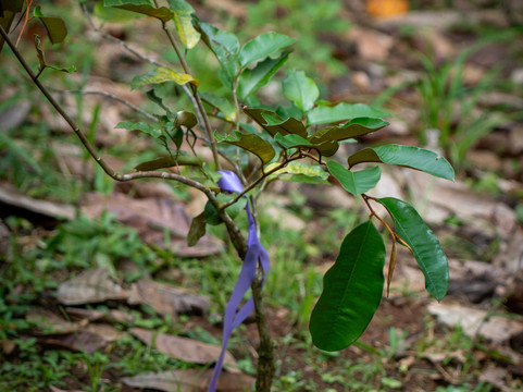 Maleku Chocolate-Upala必去景点