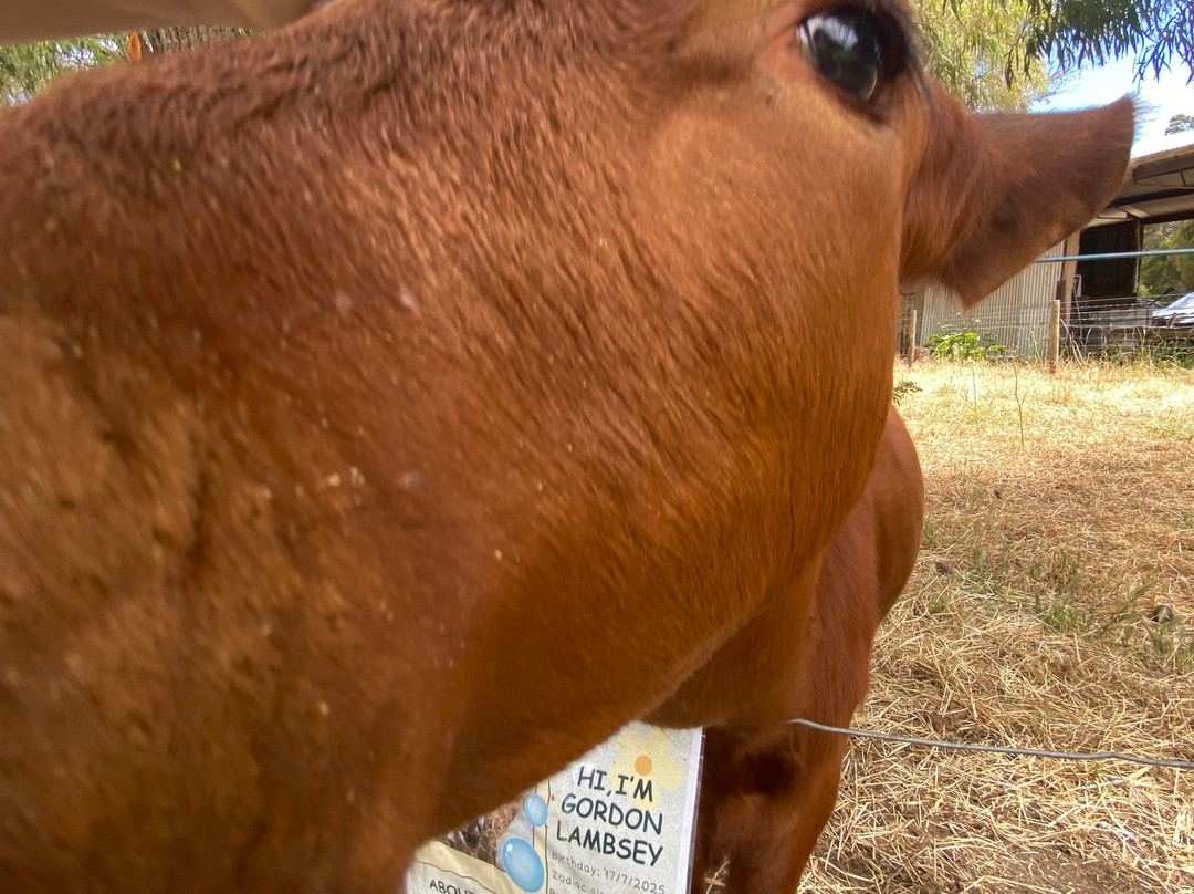 Scoops Farm-玛格丽特河必去景点