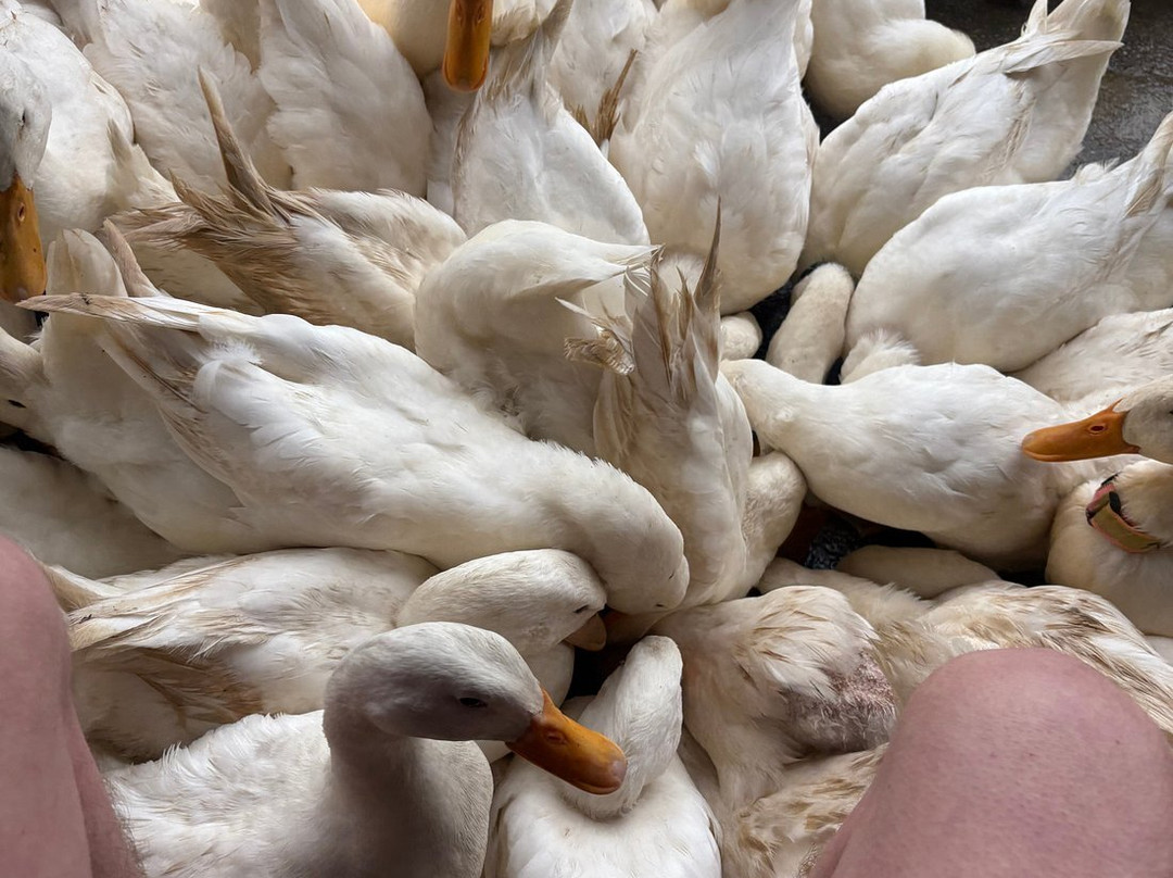 Indochine Junk-卡巴必去景点