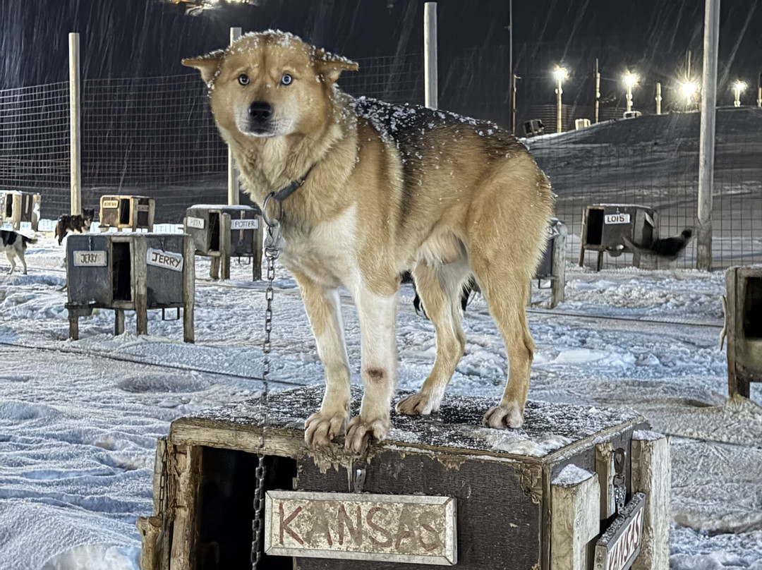 Green Dog Svalbard-朗伊尔城必去景点