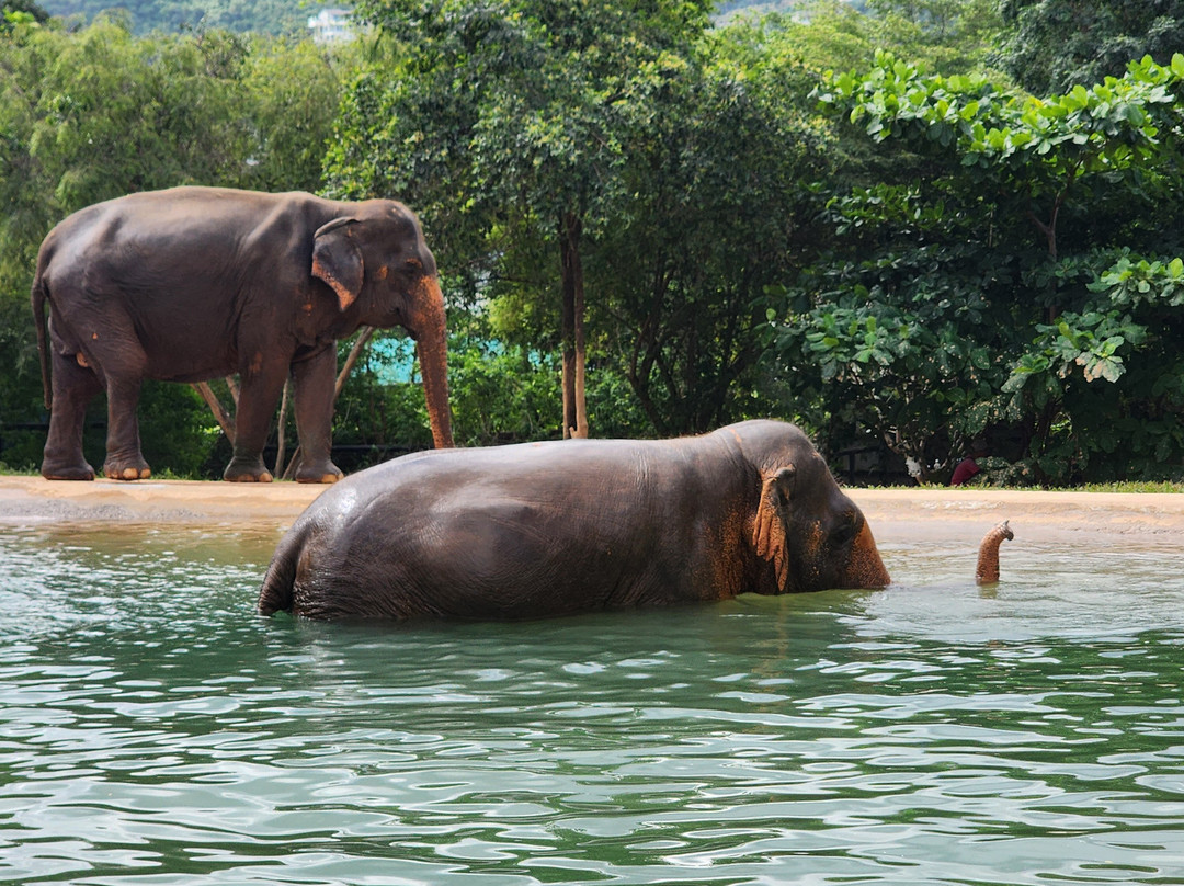 Samui Elephant Sanctuary-波普特必去景点