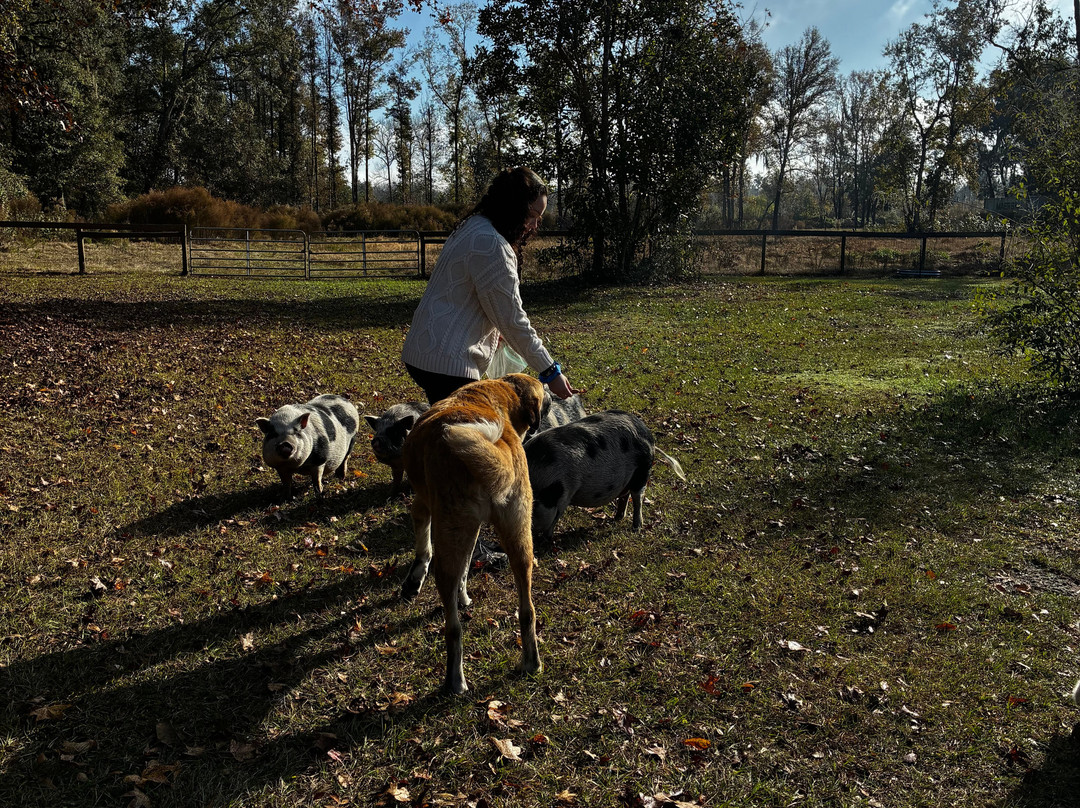 Rooterville Animal Sanctuary-Melrose必去景点