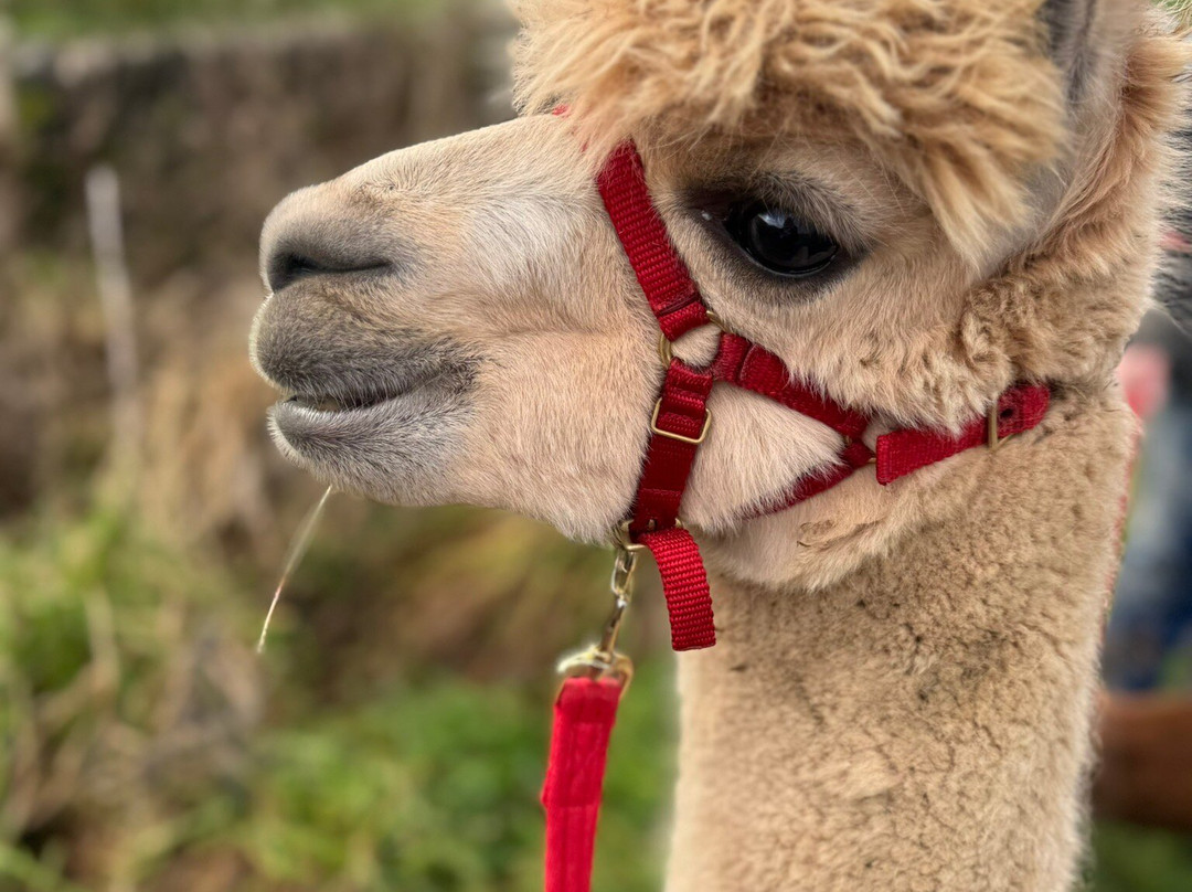 Wreay Syke Alpacas-肯德尔必去景点