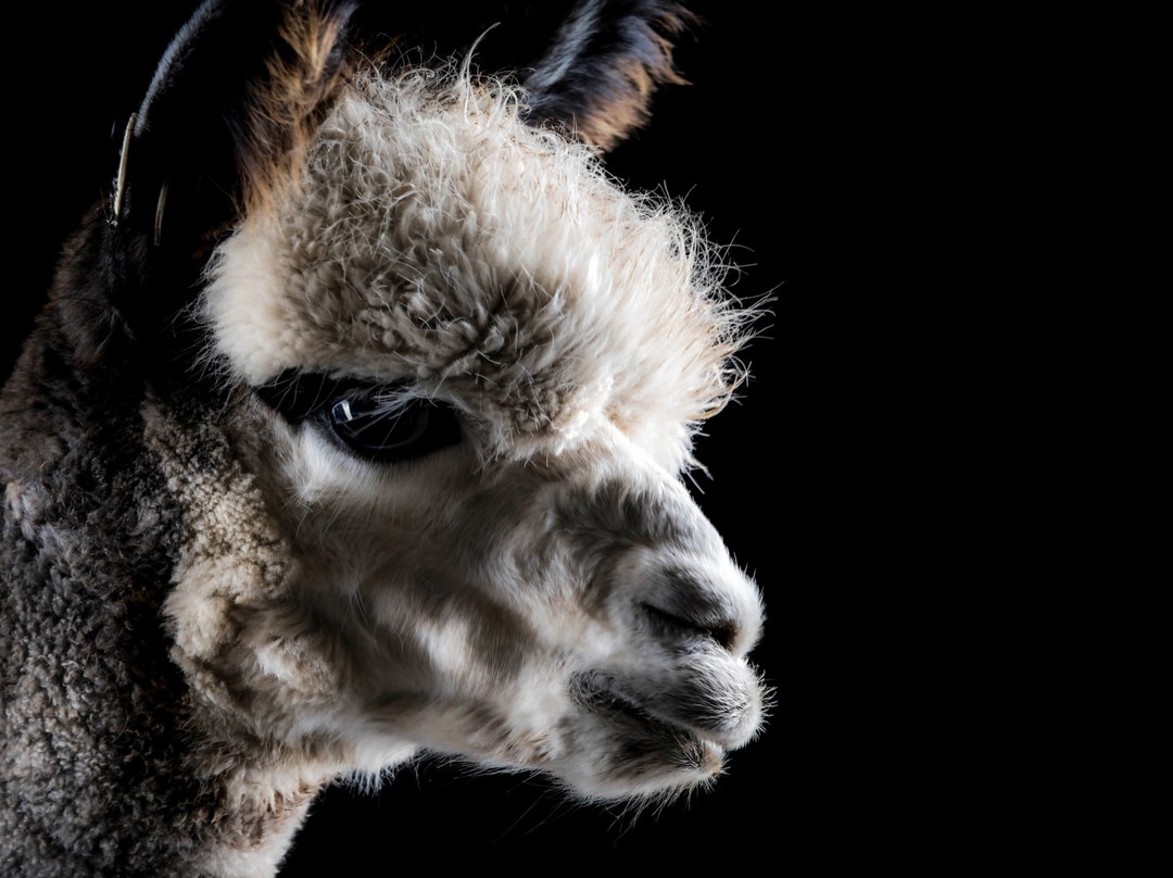 Macclesfield Alpacas-麦克尔斯菲尔德必去景点