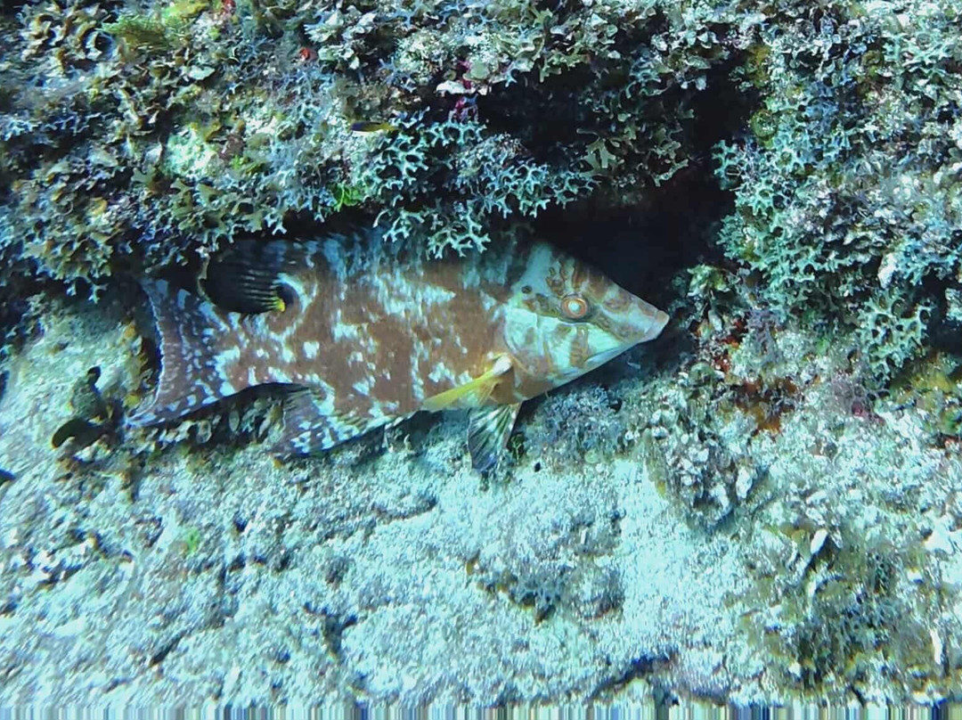 Marina Marlin Cayo Largo-拉戈岛必去景点