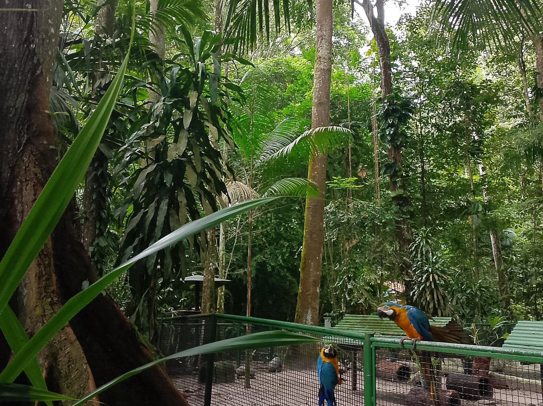 Bosque Rodrigues Alves - Jardim Botanico da Amazonia-贝伦必去景点