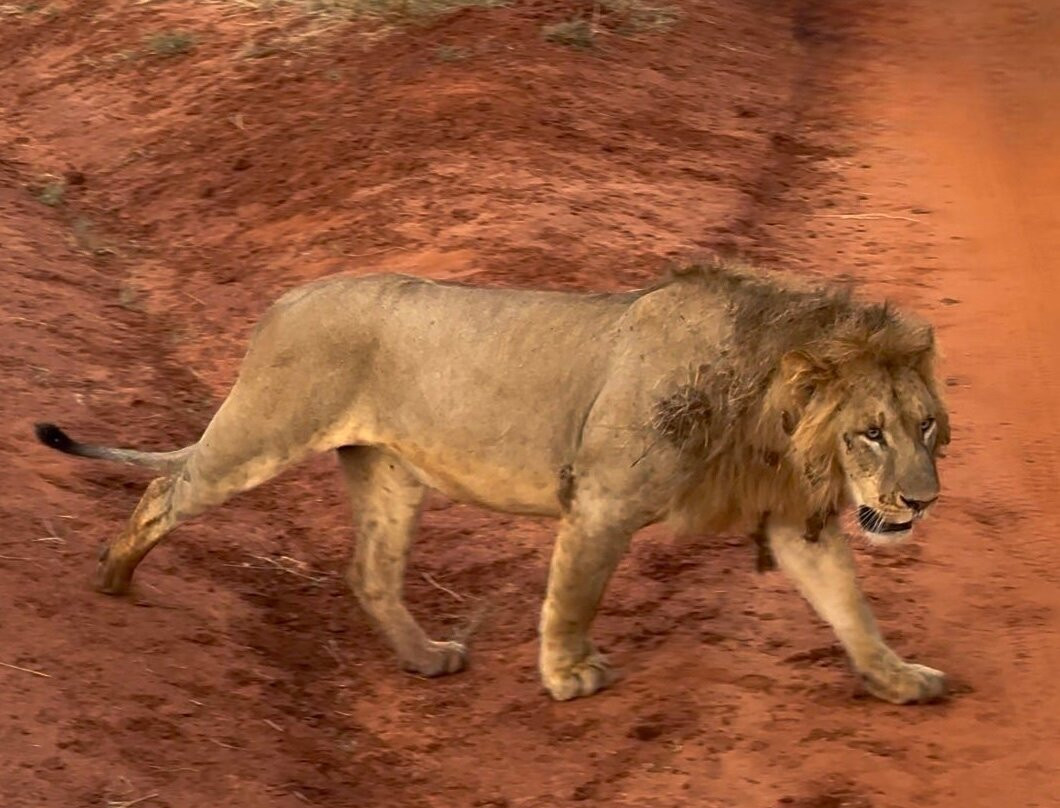 Totti Kenya-安博塞利国家公园必去景点