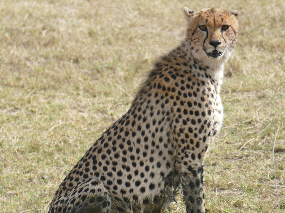 Zara Tanzania Adventures-莫西必去景点