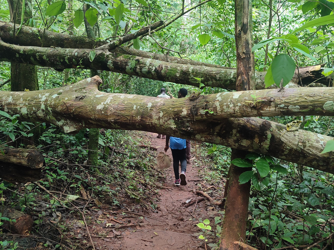 Griffin Falls-金贾必去景点