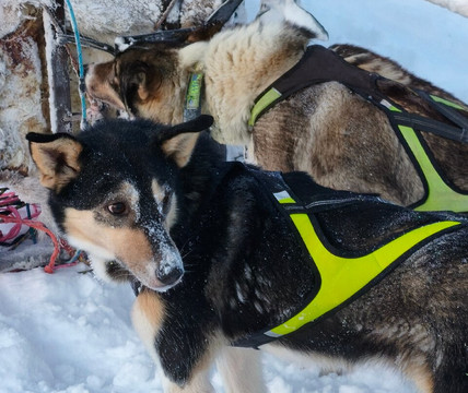 基律纳狗拉雪橇之旅-基律纳必去景点