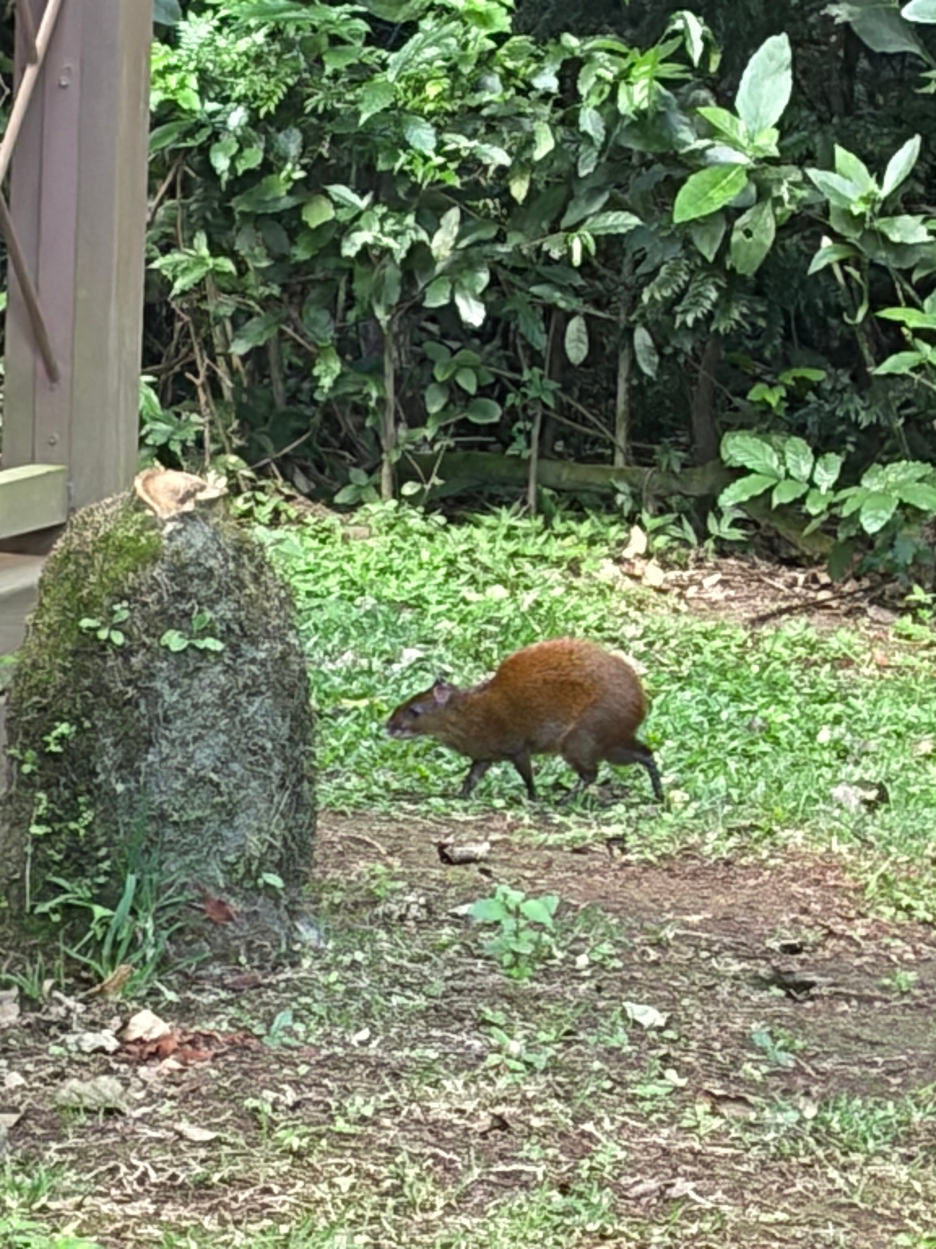 Buena Vista del Rincon Eco Adventure Park Hotel & Spa-官方