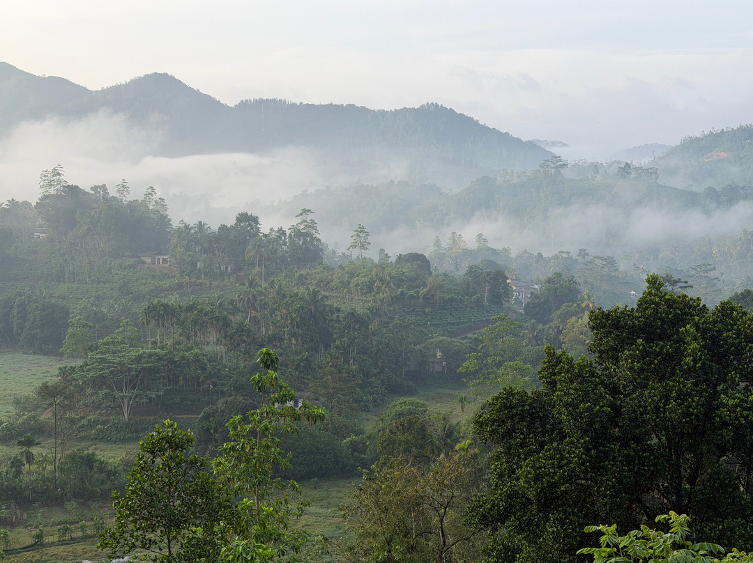 Rainforest Edge主图