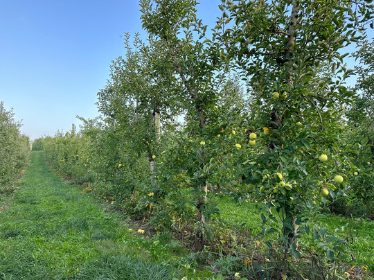 Mt Airy Orchards-Dillsburg必去景点