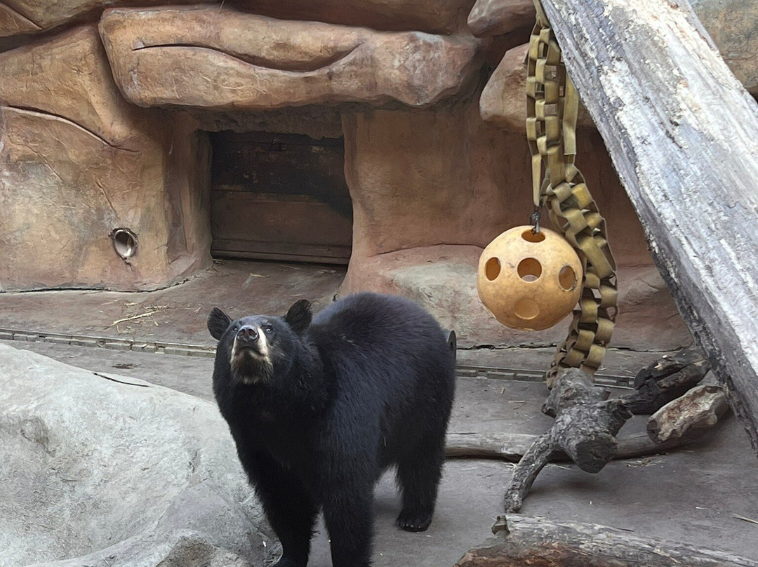 Three Bears General Store-皮金福奇必去景点