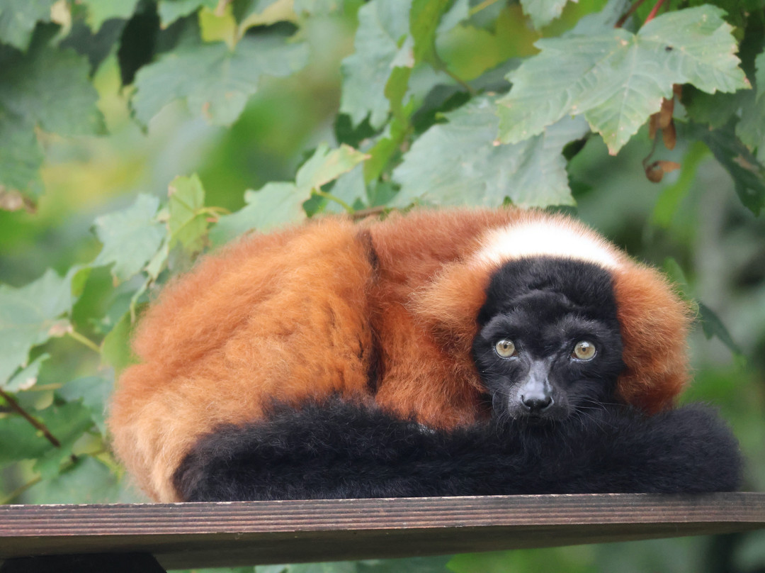 Jersey Zoo-Trinity必去景点
