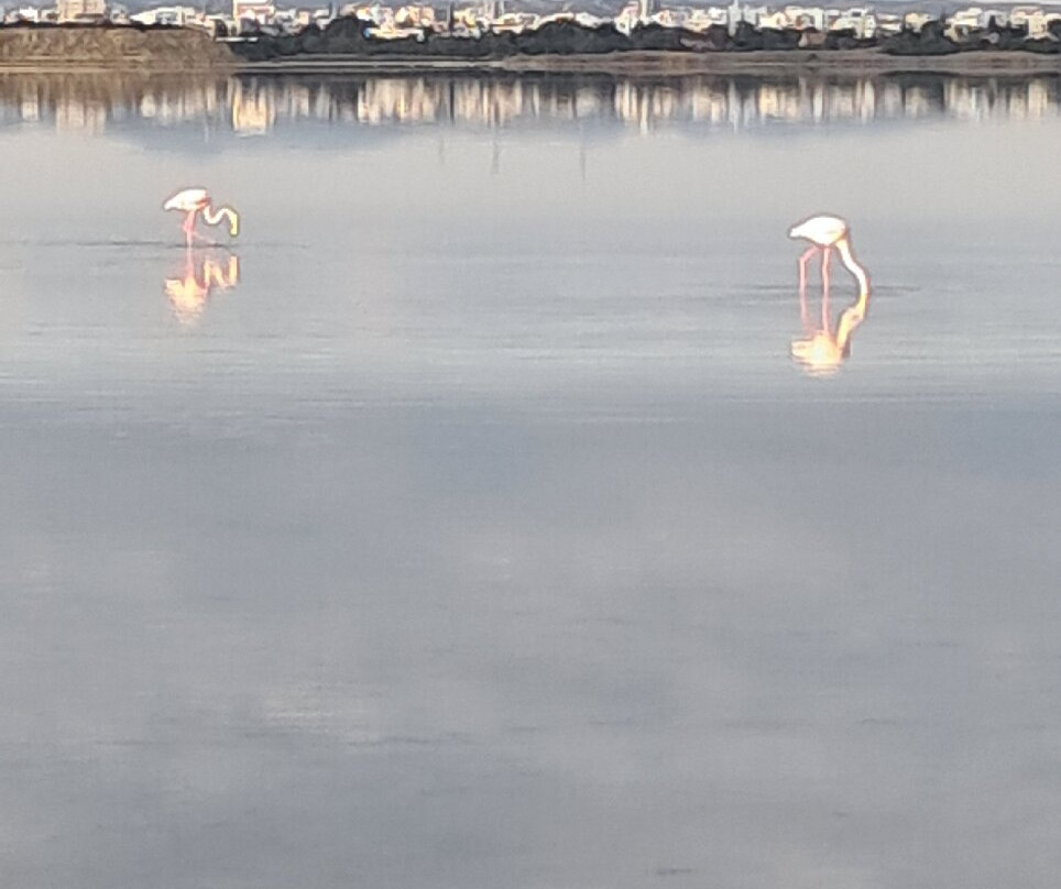 Larnaka Salt Lake-拉纳加必去景点