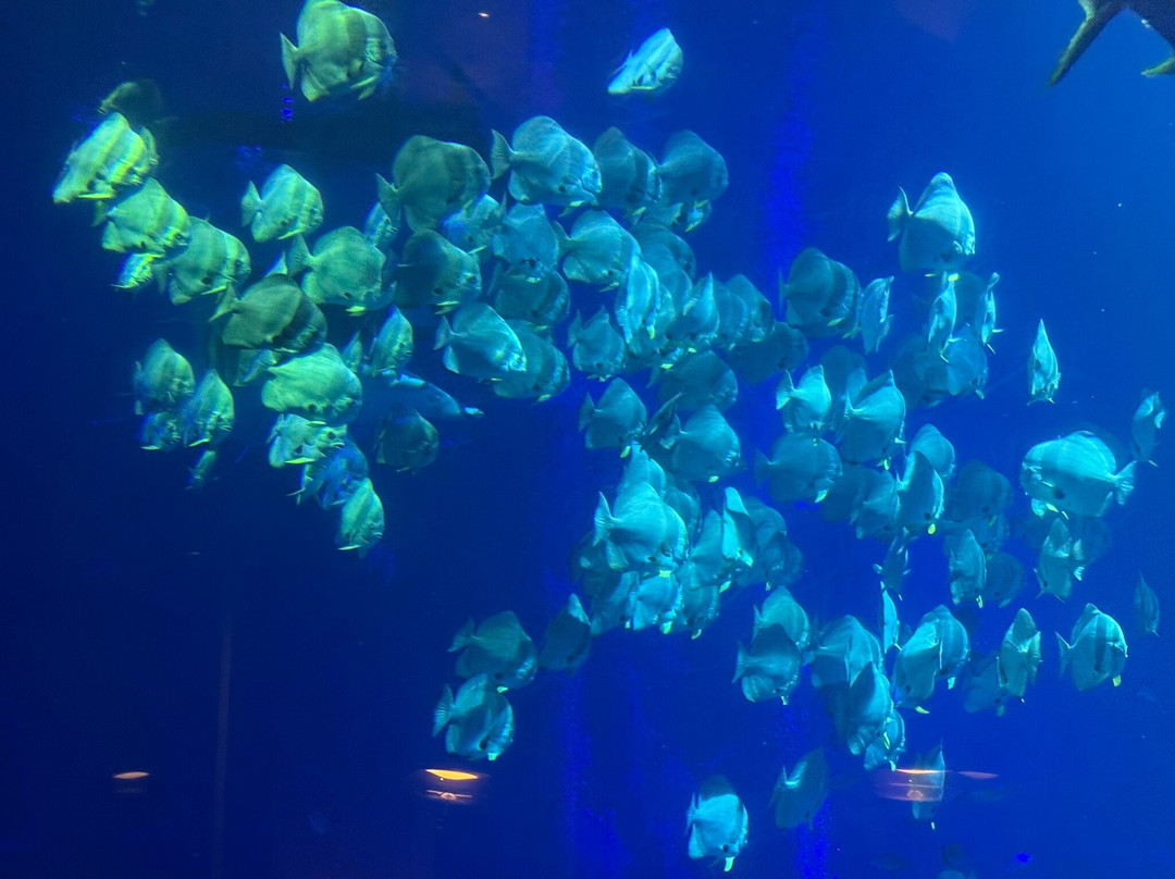 圣淘沙名胜世界海滨别墅