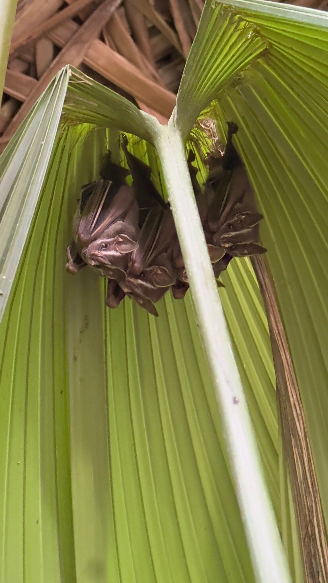 One Santuario Natural-官方