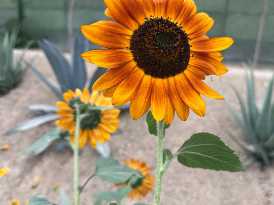 Flora Farms-洛斯卡布斯必去景点