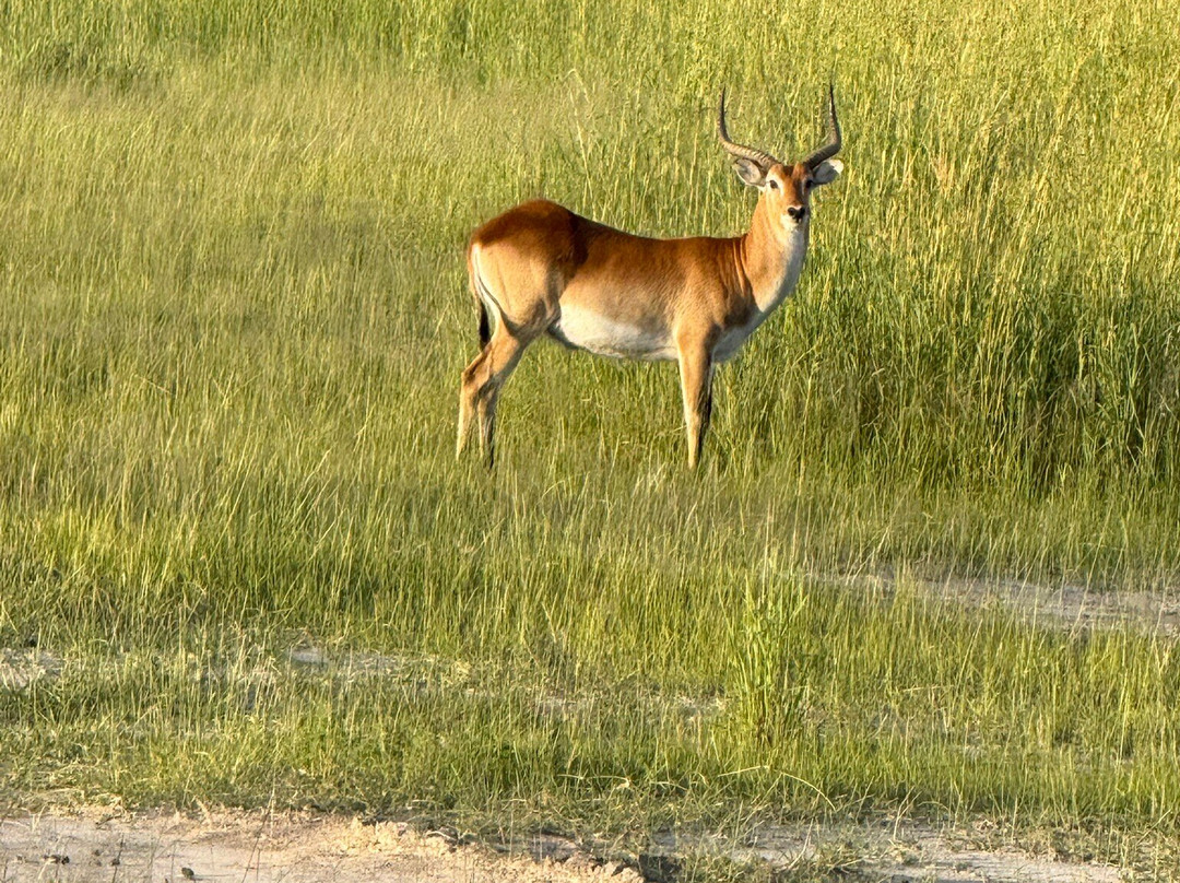 Historic Mobile Safari-null必去景点