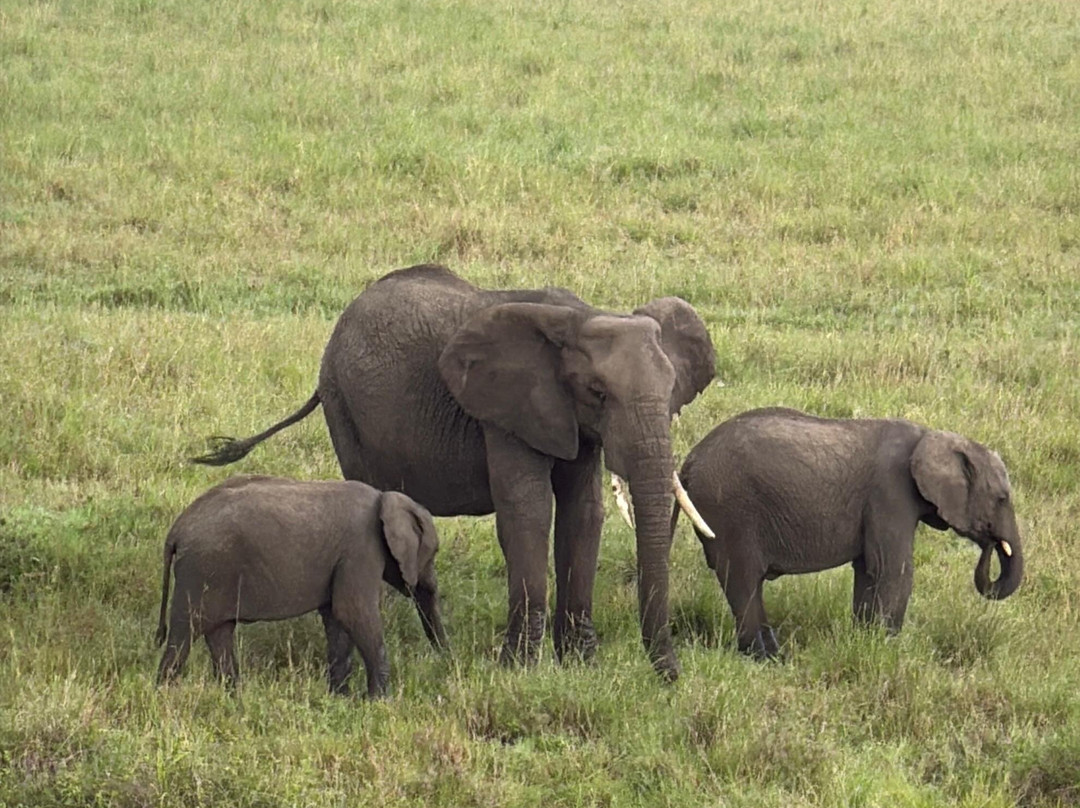 East Africa Adventure Tours and Safaris-马赛马拉国家野生动物保护区必去景点