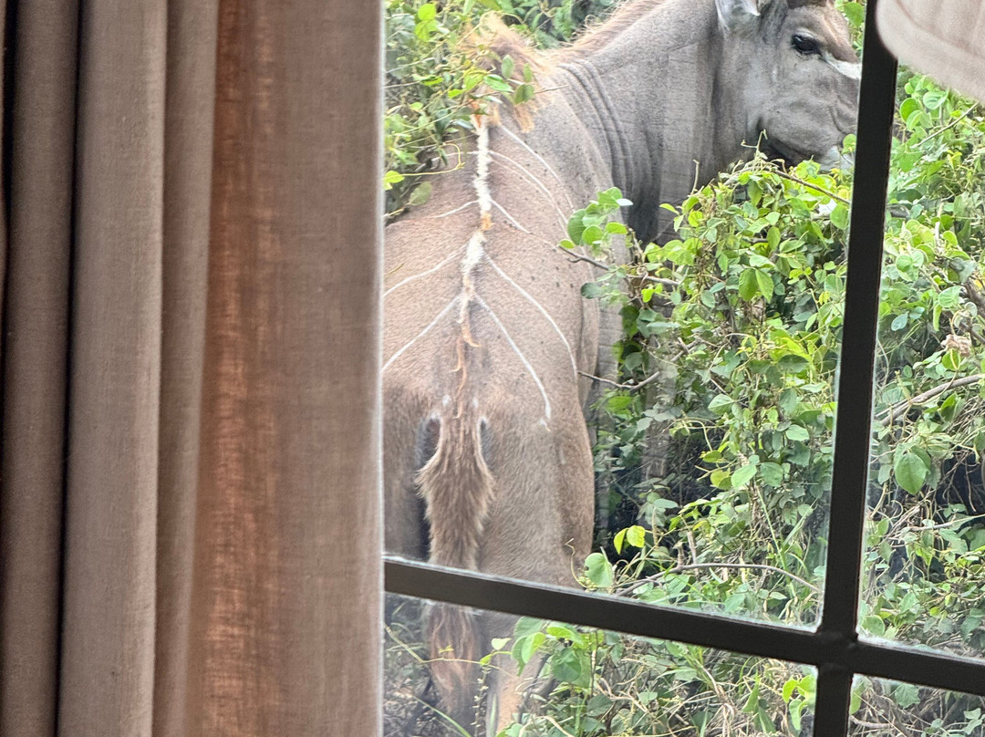 Kampur Travel Diaries-内罗毕必去景点