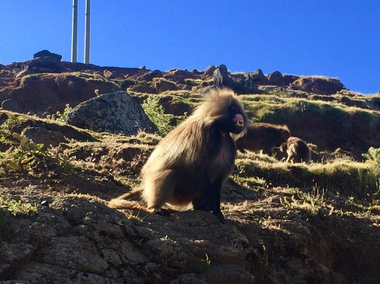 Ethiopia Bound Tours-贡德尔必去景点