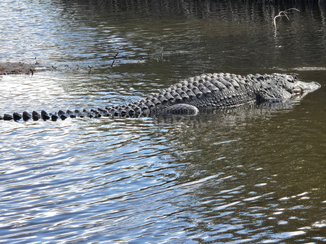 Wooten's Everglades Airboat Tour-奥乔皮必去景点