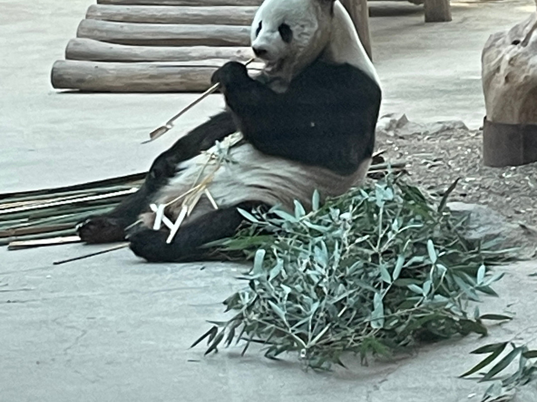 China Discovery-成都必去景点