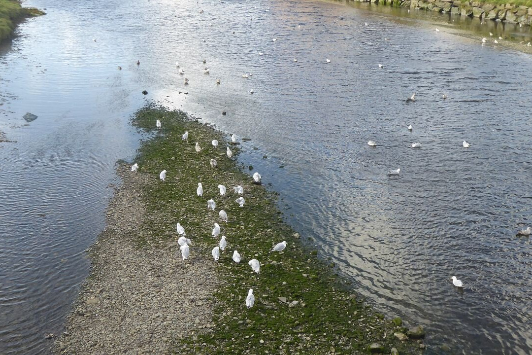 Trefechan Footbridge