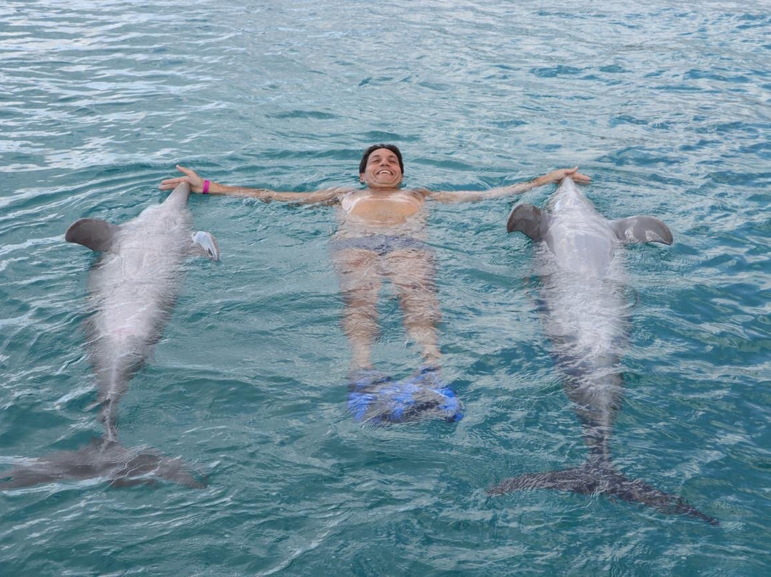 Dolphin Academy Curacao-威廉斯塔德必去景点