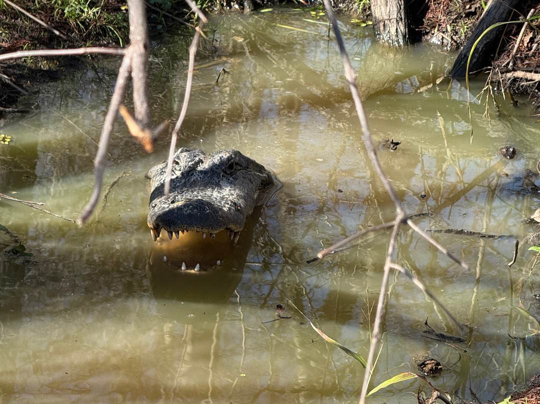 Champagne's Cajun Swamp Tours-布里奥克斯桥必去景点