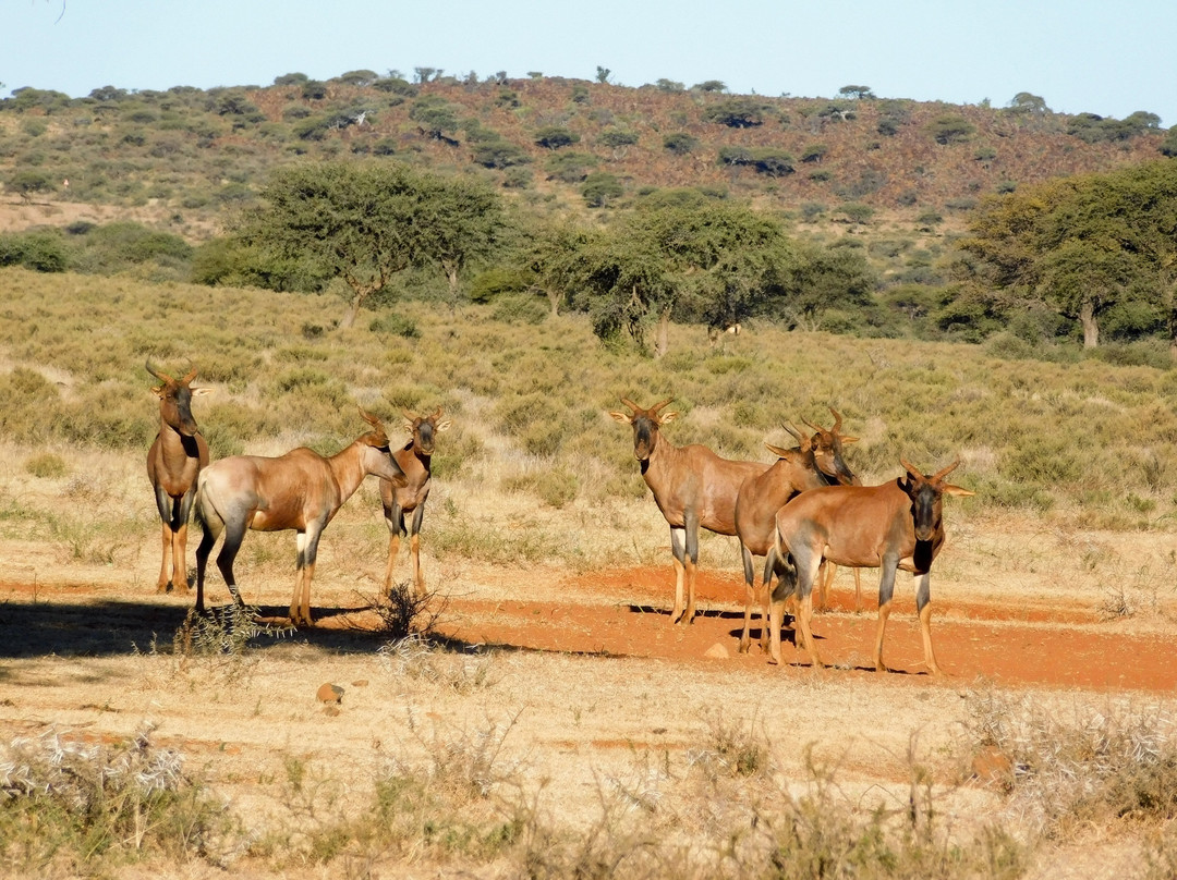 Mokala National Park-金伯利必去景点