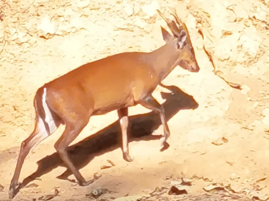 Khao Yai National Park-北丕必去景点
