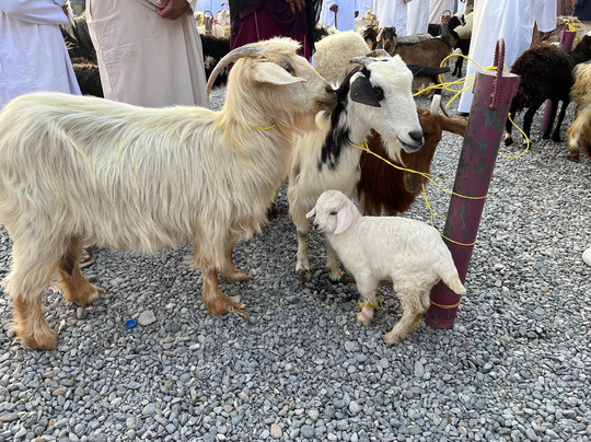 Nizwa Souq-尼日瓦必去景点