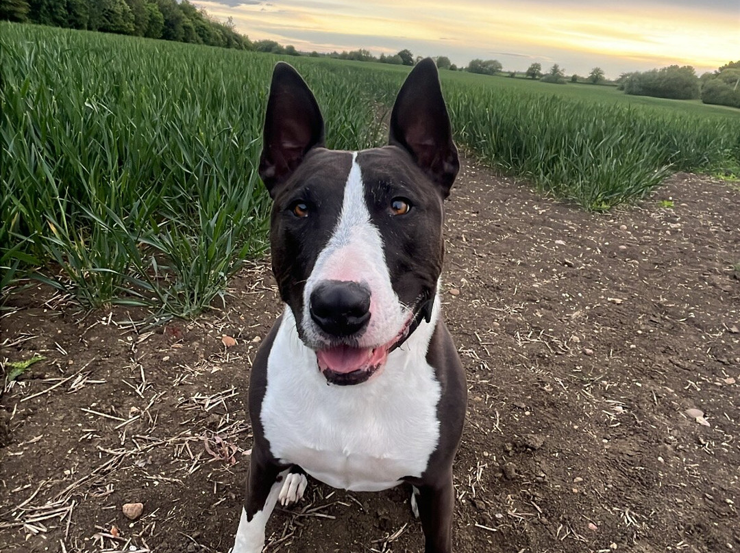 The Globe Pub-邓斯特布尔必去景点