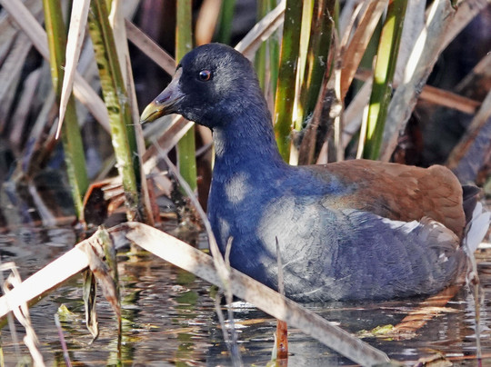 Twin Lakes Golf Course-Willcox必去景点
