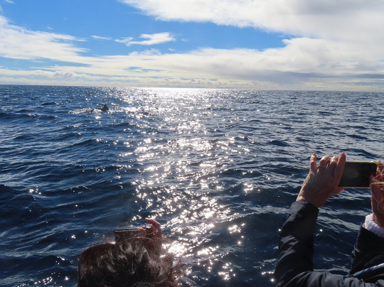 Rota dos Cetáceos-沙尔必去景点