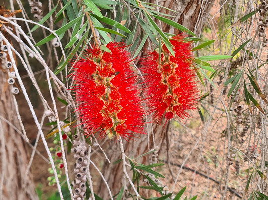 Botanical Park of Maspalomas (El Parque Botanico de Maspalomas)-马斯帕洛马斯必去景点