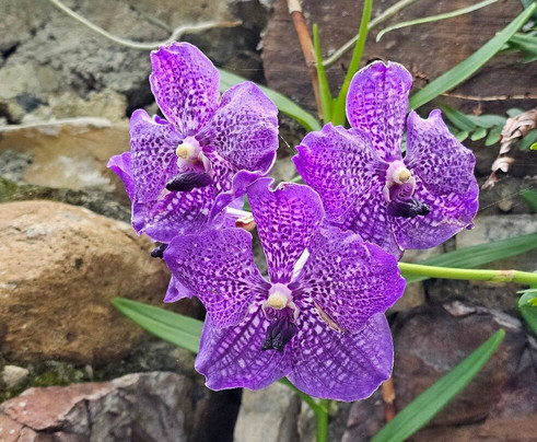 St. George Village Botanical Garden-Frederiksted必去景点