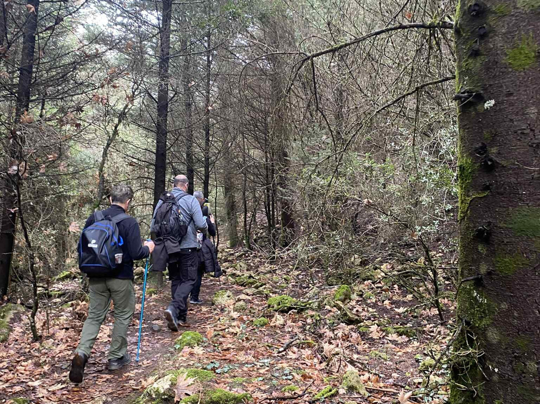 Irene's Healthy Life-Pallini必去景点