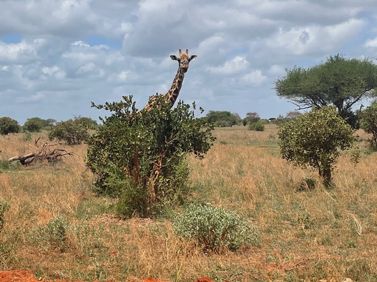 Safari In Kenya Con Matteo-瓦塔木必去景点