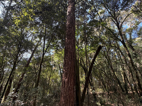 Amaze Northeast-古瓦哈提必去景点