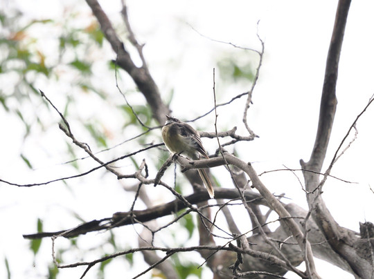 Fitzroy Falls Visitor Centre-Fitzroy Falls必去景点