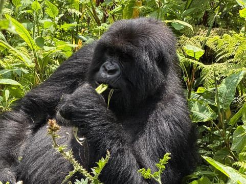 Pinnacle Africa-坎帕拉必去景点