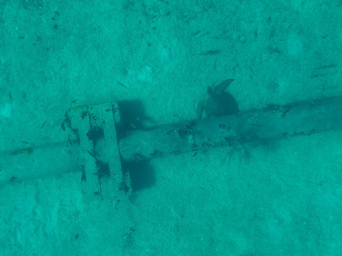 Junior's Glass-Bottom Boat-West End Village必去景点