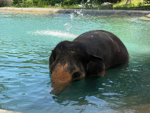 Samui Elephant Sanctuary-波普特必去景点