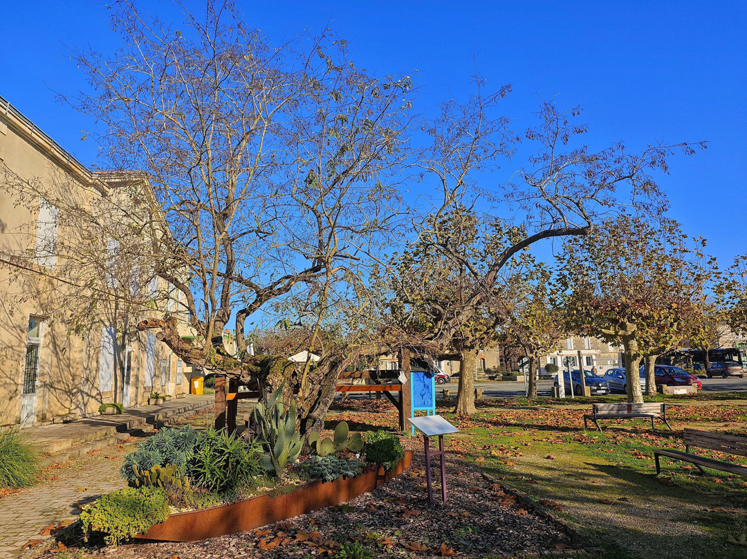 Le robinier ou acacia de Saint-Hilaire-La-Pallud