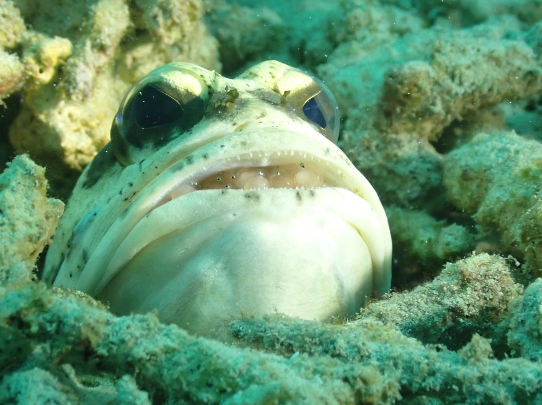 Dugong Dive Center-San Jose必去景点